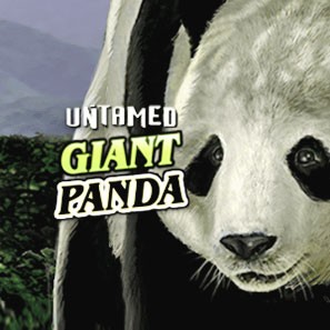 Виртуальный игровой автомат Untamed Giant Panda онлайн бесплатно, без смс и регистрации